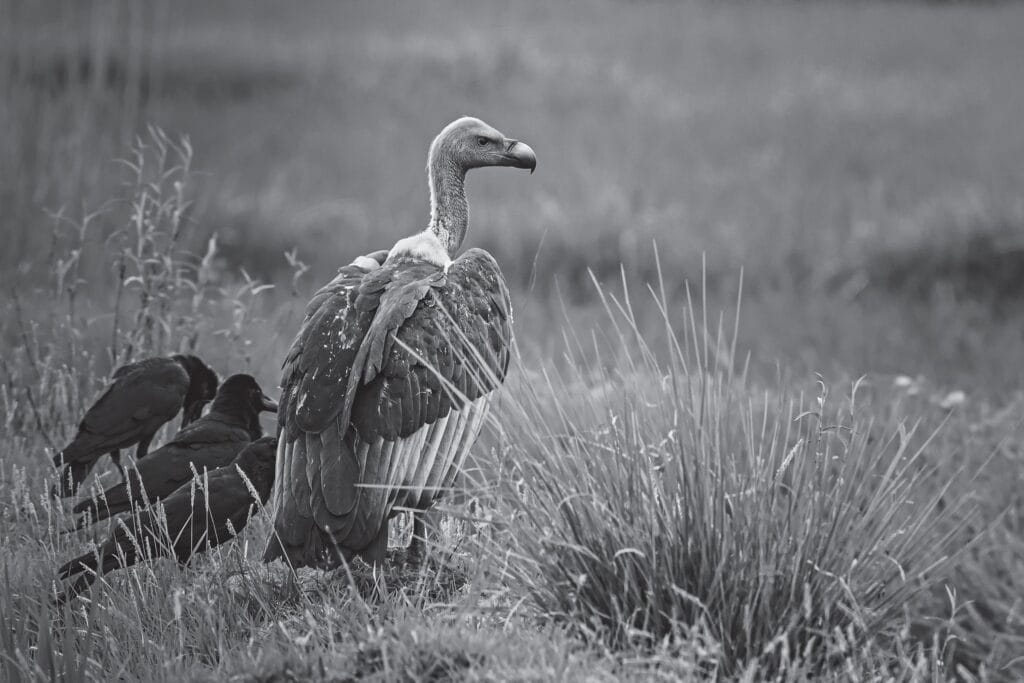 Jatayu Vulture