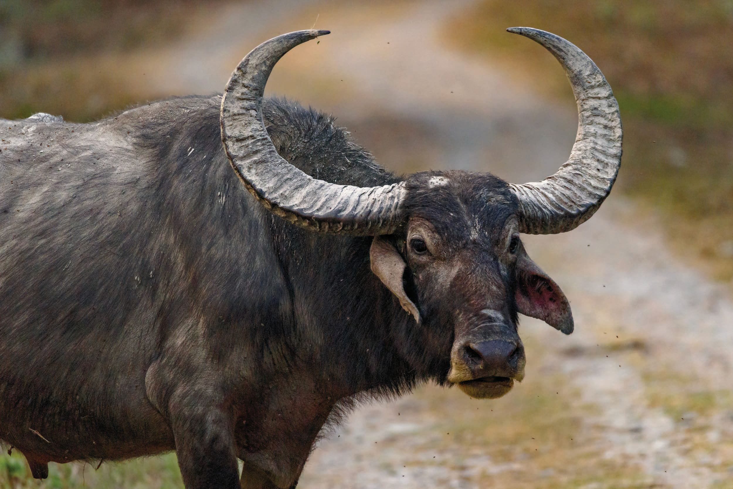 Wild water buffalo