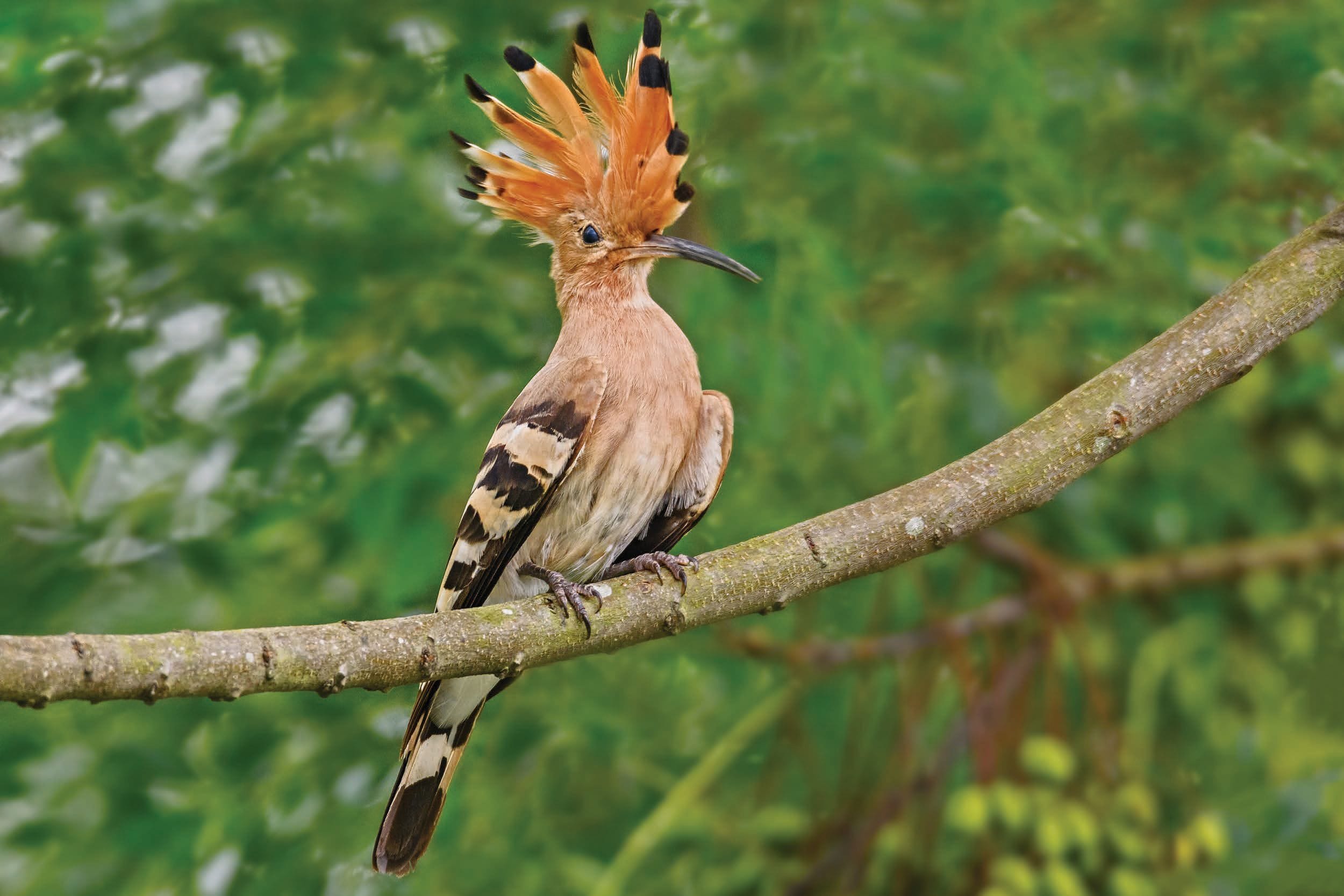 Hoopoe image