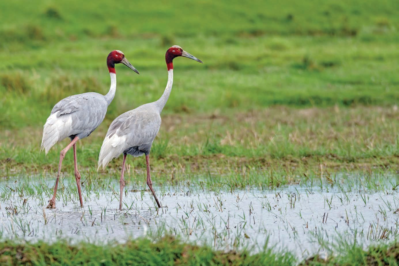 Sarus Cranes image