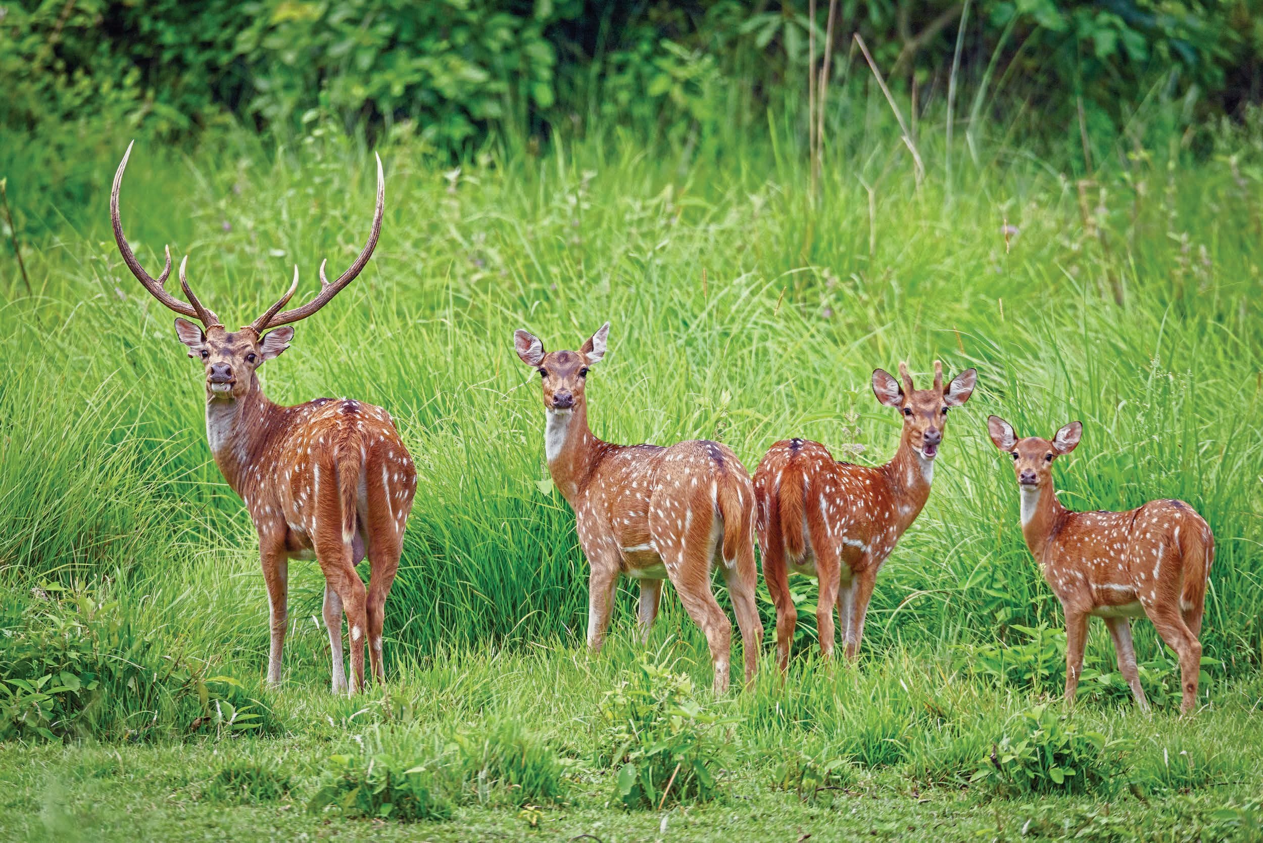 Chital image